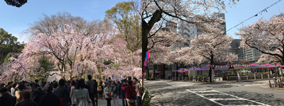 六義園のしだれ桜