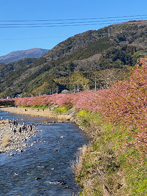 河津桜