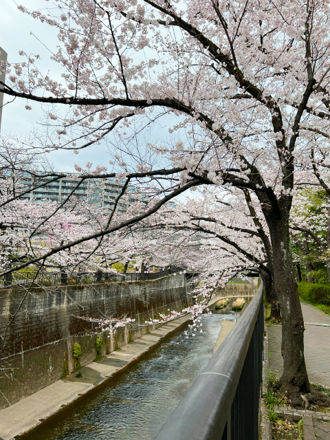 石神井川桜並木