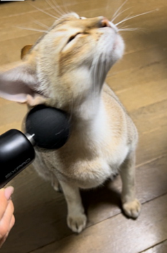 マッサージ器をしてもらう猫