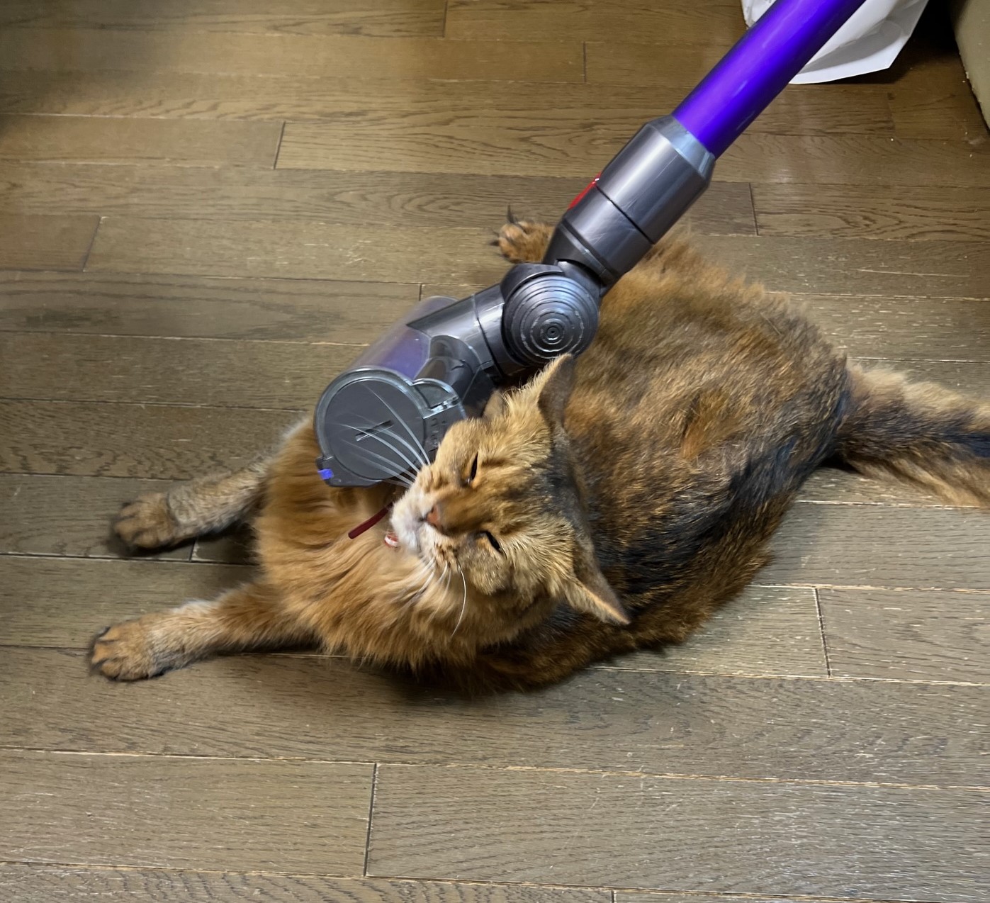 掃除機が好き猫