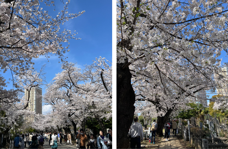 桜並木