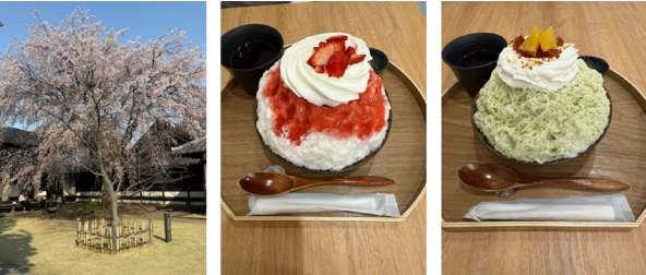 桜とかき氷
