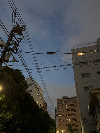 電線を渡る動物